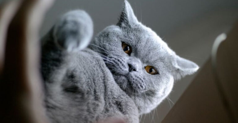 15 Fun Facts About The British Shorthair