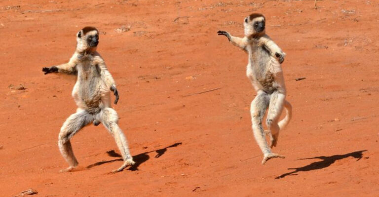 15 Fun Facts About The Verreaux’s Sifaka: The Dancing Lemur