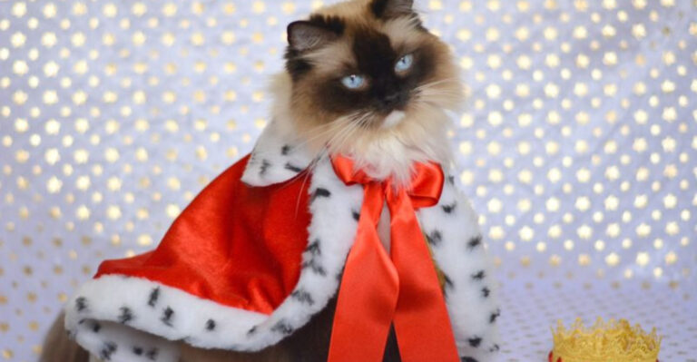 15 Fun Ideas To Treat Your Cat Like Royalty