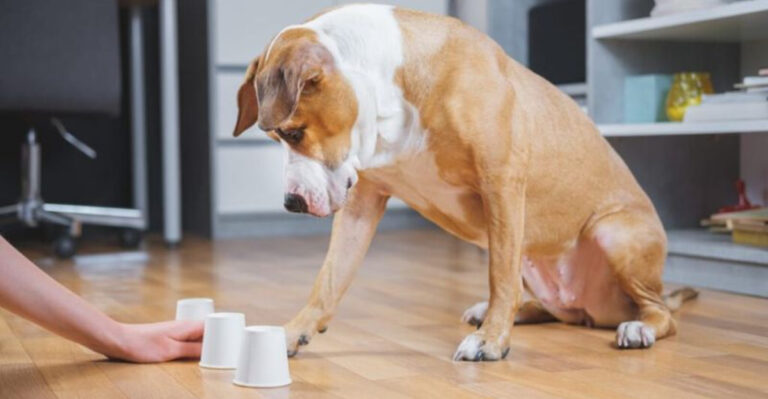 15 Fun Indoor Activities To Keep Your Dog Entertained