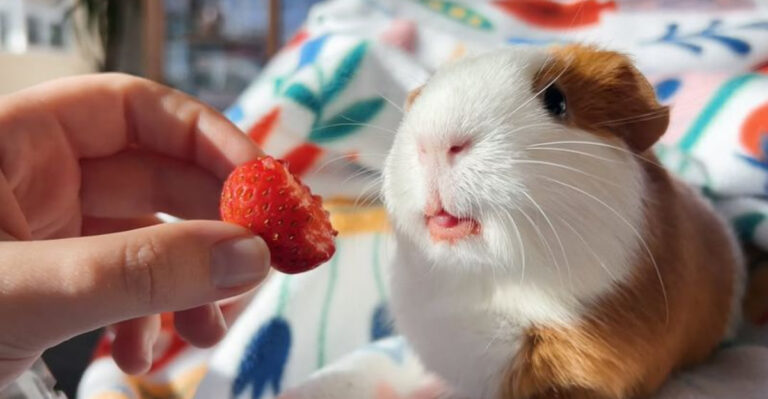 15 Healthiest Fruits You Can Feed Your Pet Guinea Pig (And How To Do It Safely)