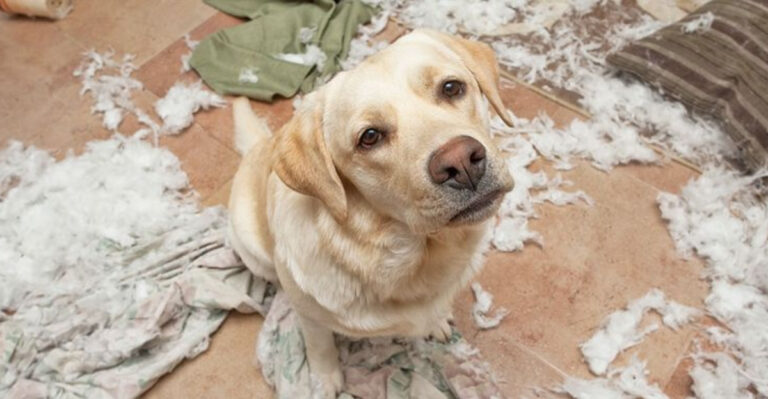 15 Hidden Dangers Of Leaving Your Dog Home Alone