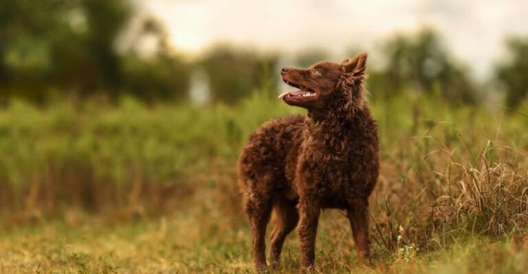 15 Hidden-Gem Dog Breeds That Deserve More Love