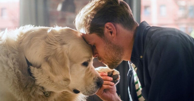 15 Hidden Signs That Prove Your Dog Sees You As Their Safe Haven