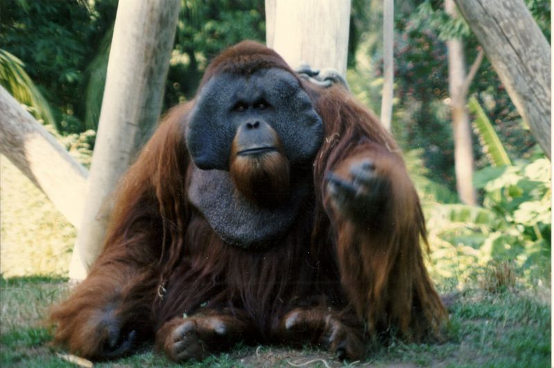 The Great Orangutan Jailbreak