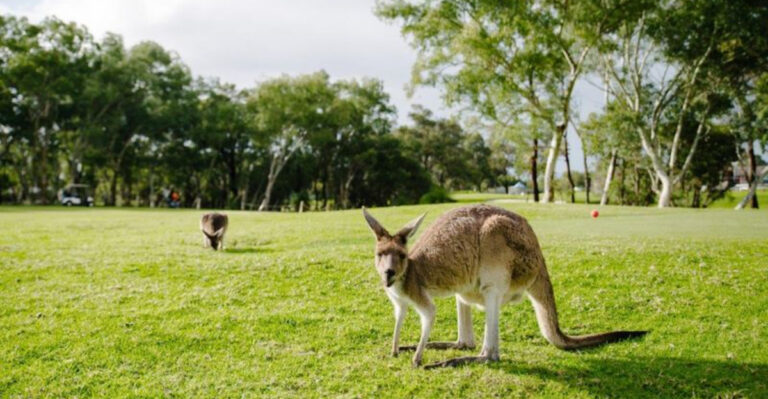 15 Hilarious Times Animals Escaped Captivity Like Pros