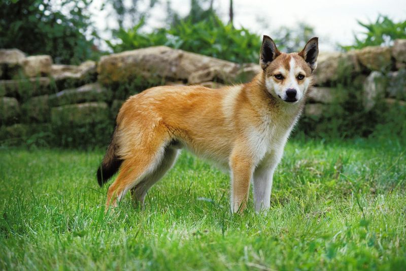 Norwegian Lundehund: The Six-Toed Wonder