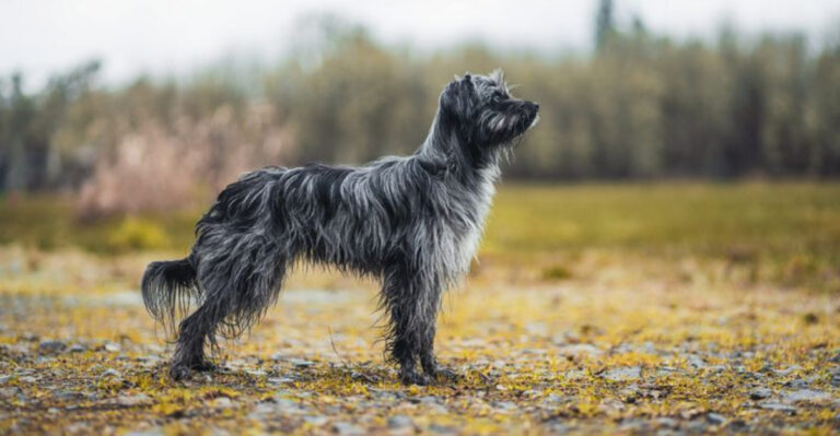 15 Humble Dog Breeds That Stay Out Of The Spotlight