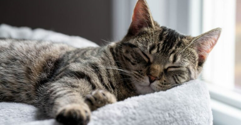 15 Ideas For Crafting A Cozy, Comfortable Sleeping Area For Your Cat