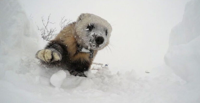 15 Incredible Facts About The Fierce Wolverines Of Alaska