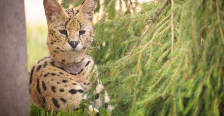 15 Incredible Rescue Stories Of Animals Freed From Exotic Pet Trade