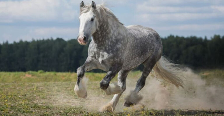 15 Interesting Facts About The Shire Horse