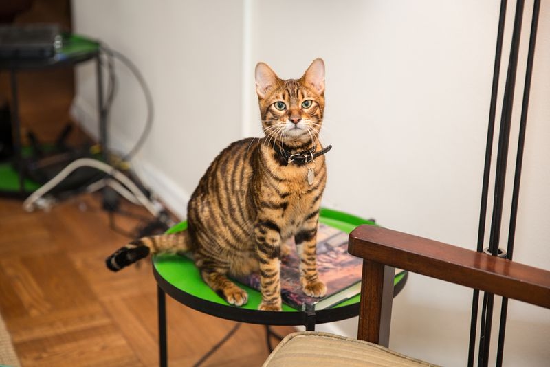 The Tiger In Your Living Room