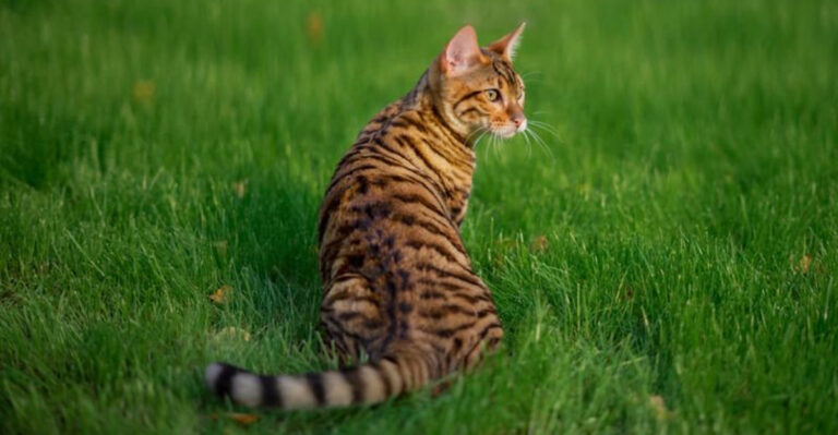 15 Intriguing Facts About The Toyger Cat