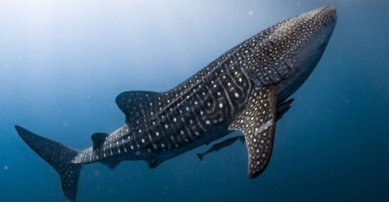 15 Jaw-Dropping Facts About The Pacific’s Biggest Whale Shark