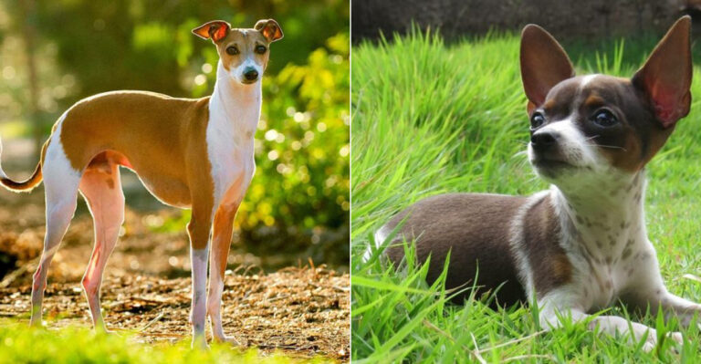 15 Key Differences Between Chihuahua And Italian Greyhound (Finding Your Ideal Small Dog Breed)