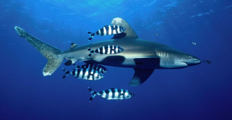 15 Key Facts About Sharks' Role In The Ocean Ecosystem
