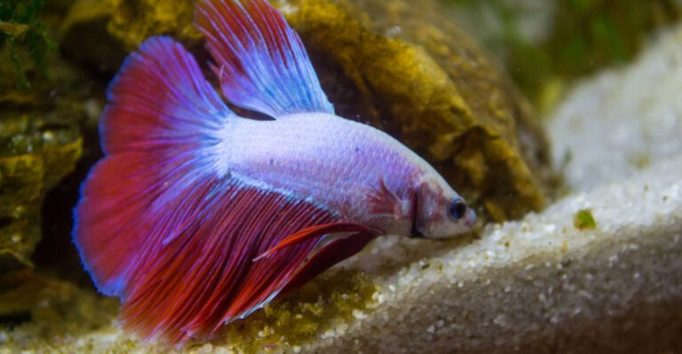 15 Key Mistakes Betta Fish Owners Often Make