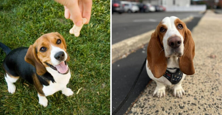 15 Key Traits That Make Beagles Different From The Basset Hound