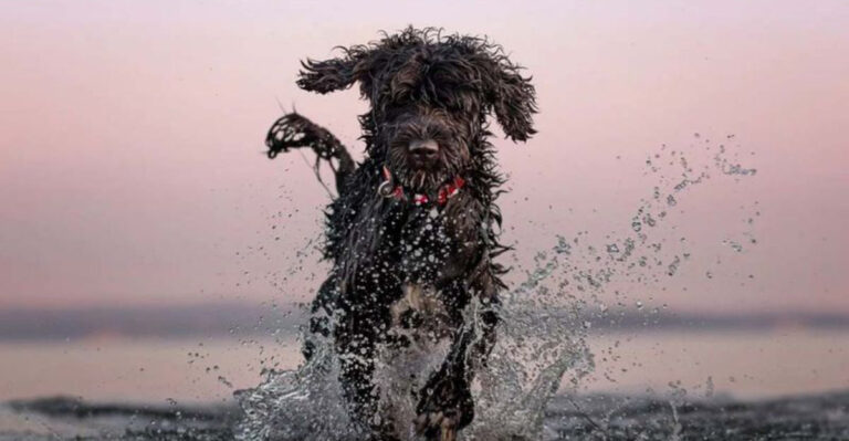 15 Low Allergy Pets For People Who Still Want Cuddles