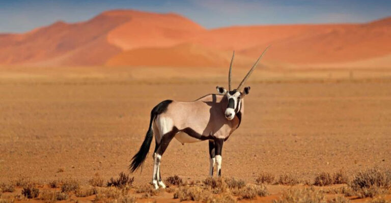 12 Mammals That Can Survive Without Water For Long Periods