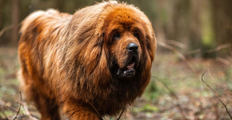 15 Mighty Facts About The Legendary Tibetan Mastiff