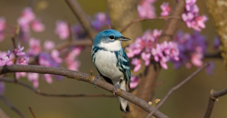15 Migratory Birds That Are Losing Their Natural Routes