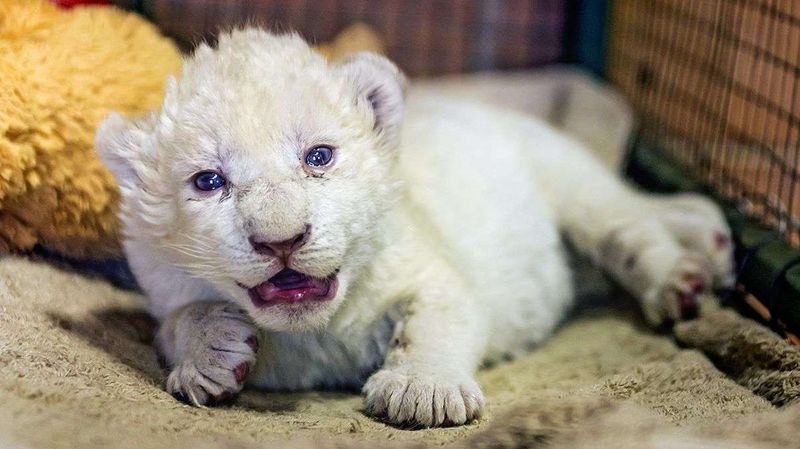 White Lion Cubs