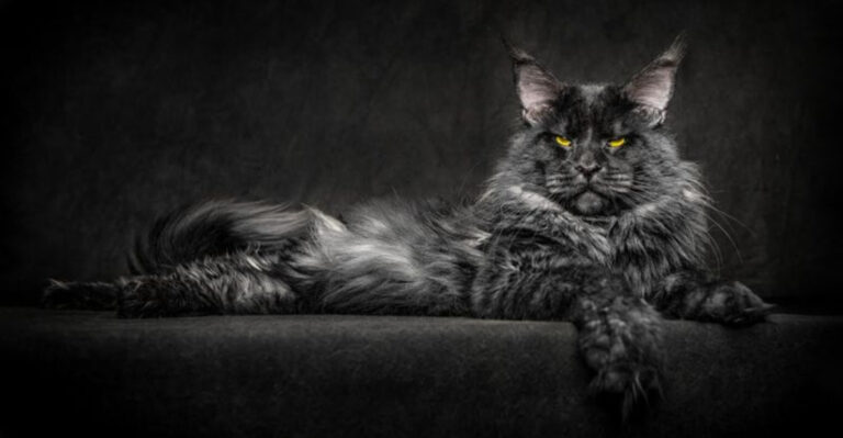15 Most Fascinating Maine Coon Cat Colors