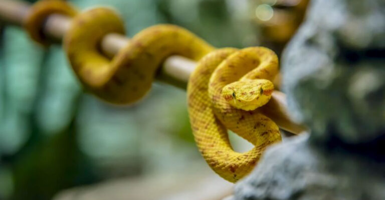 15 Most Poisonous Snakes In Central America