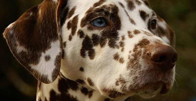15 Most Popular Dog Breeds From The 1970s
