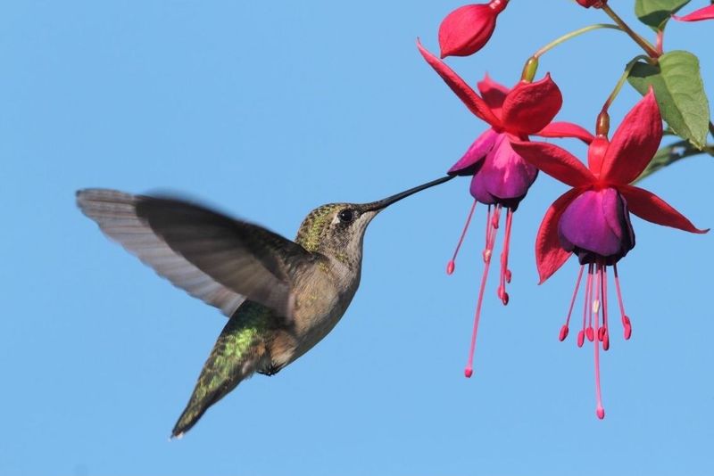Nectar-Rich Flowers