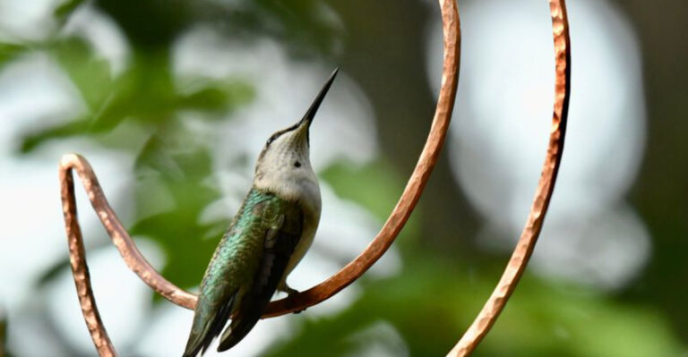 15 Must-Have Features Of Every Successful Hummingbird Garden
