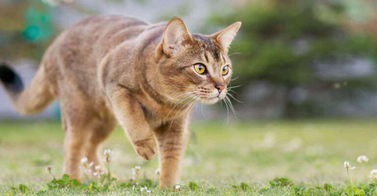 15 Mysterious Things Cats Do When They Disappear For Hours