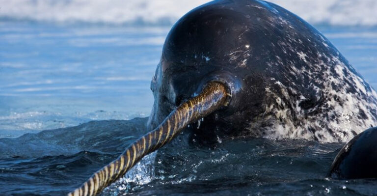 15 Mysterious Ways The Narwhal Uses Its Unicorn-Like Horn