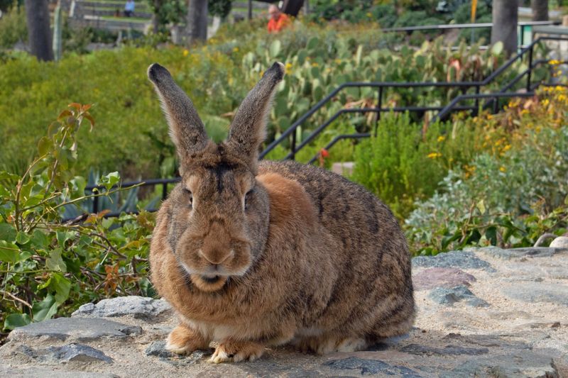 Gentle Giants Among Us: Flemish Giants