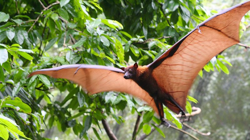 The Flying Fox Champion