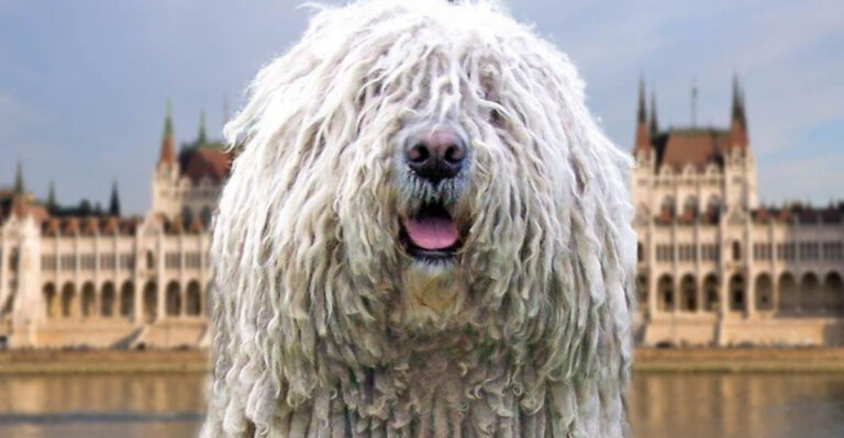 15 Of The Most Interesting Looking Dog Breeds