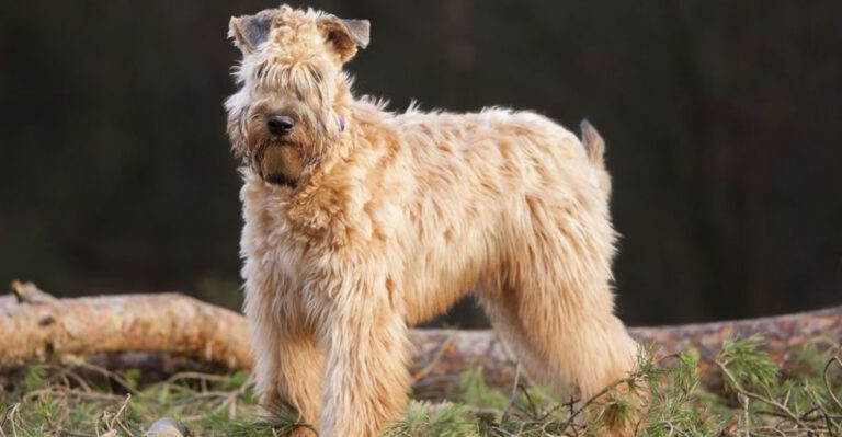 15 Only Dog Breeds That Don’t Shed, According To The American Kennel Club