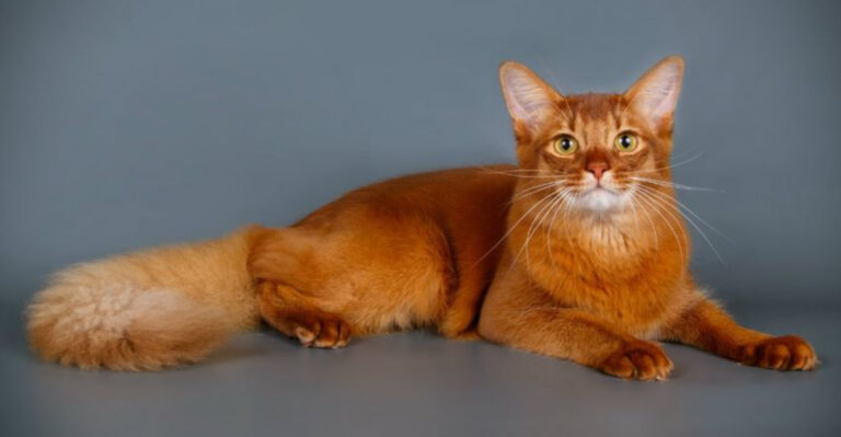 15 Orange Cat Breeds That Have Head-Turning Coats