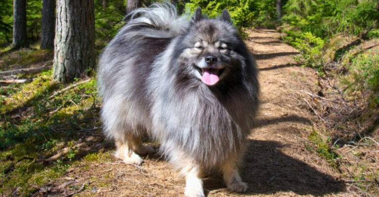 15 Overlooked Dog Breeds That Deserve More Attention