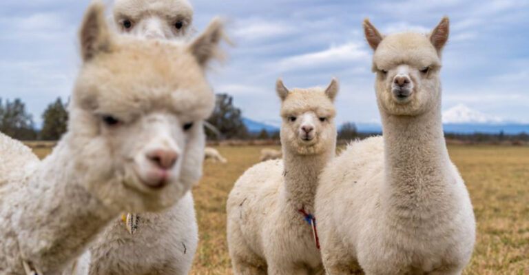 15 Overpopulated Animals And Their Impact On Climate Change