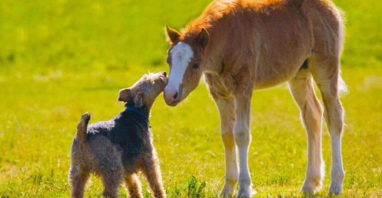 15 Perfect Animal Friends For Your Horse