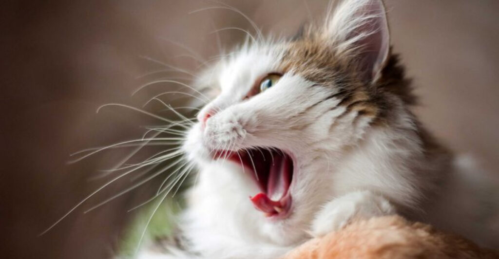Image showcasing 15 Possible Causes Of Pale Gums In Cats