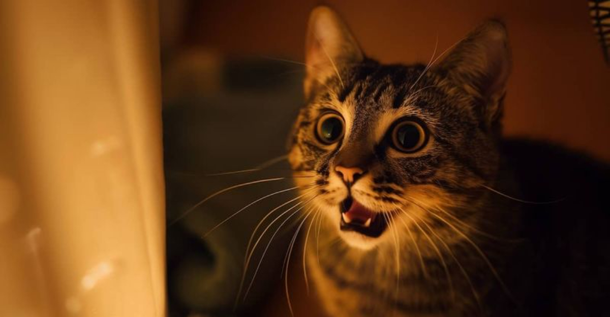 15 Possible Reasons Why Your Cat Won't Stop Meowing