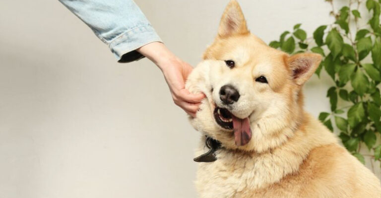 15 Practical Tips To Overcome Your Fear Of Dogs
