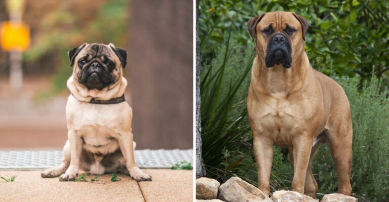 15 Psychological Factors That Influence Your Choice Between Small Or Big Dogs
