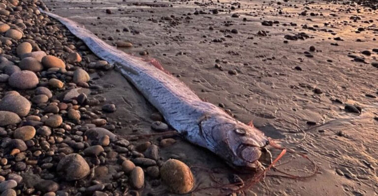 15 Rare Animal Sightings In The U.S. That Still Can’t Be Fully Explained By Scientists