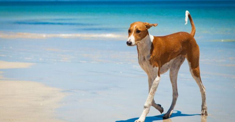 15 Rare Dog Breeds The World Is Slowly Forgetting – But Shouldn’t