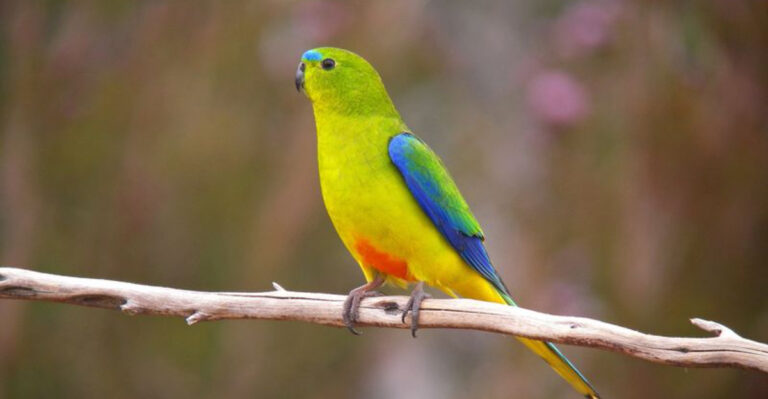 15 Rarest Parrots In The World